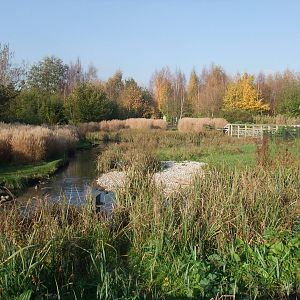 African Wetland Waterfowl Pen at London WWT (Barnes), 15/11/11