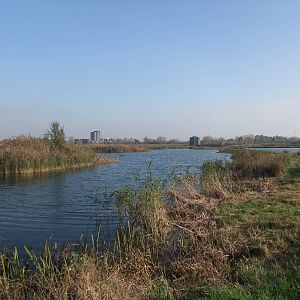 Reserve View at London WWT (Barnes), 15/11/11