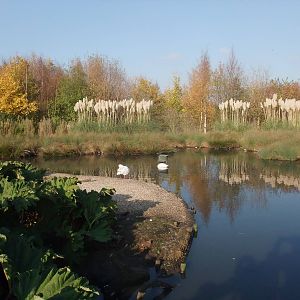 South America Waterfowl Pen at London WWT (Barnes), 15/11/11