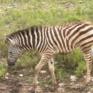 Burchell's Zebra