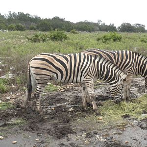 Burchell's Zebra