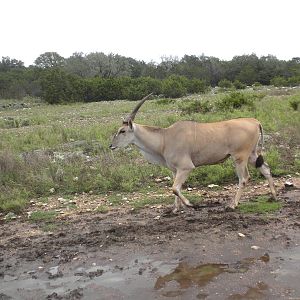 Common Eland