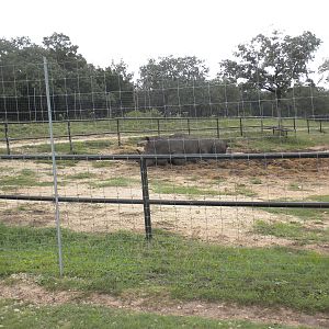 Southern White Rhino