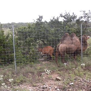 East African Bongo and Bactrian Camel