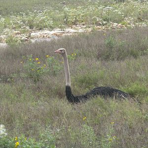 Ostrich