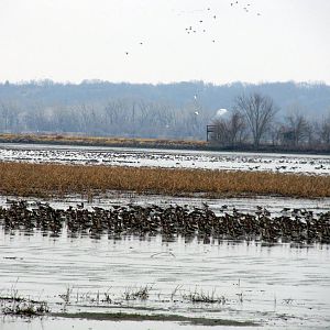 Greater White-fronted Goose Flock