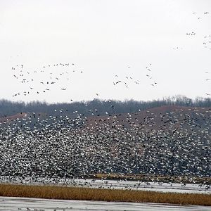 Snow Geese