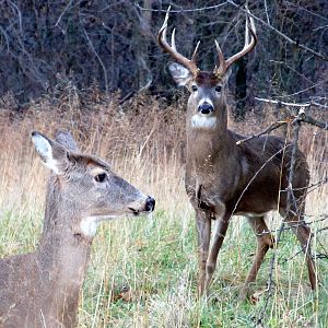 White-tailed Deer