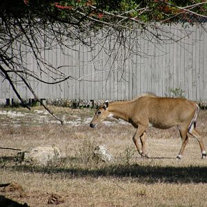 nilgai