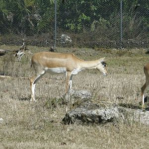 blackbuck