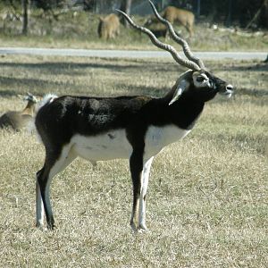 blackbuck