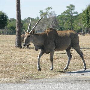 common eland