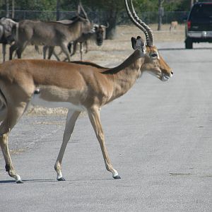 impala