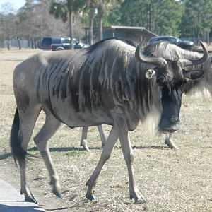 wildebeest