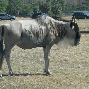 wildebeest