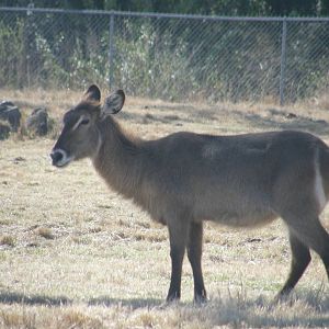 waterbuck