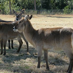 waterbuck