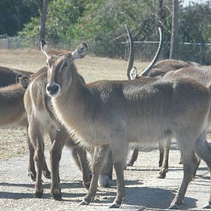 waterbuck