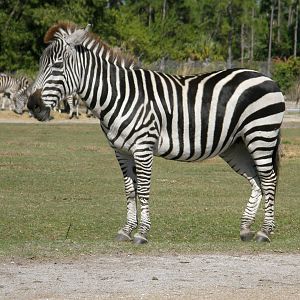 grants zebra