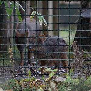 Southern pudu
