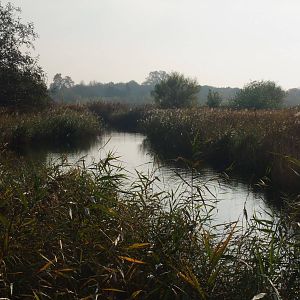 Reserve View at London WWT (Barnes), 15/11/11