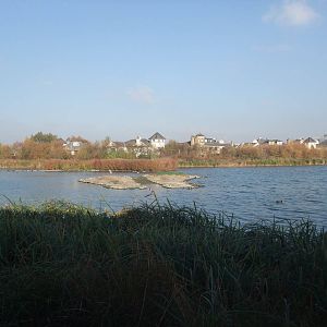 Reserve View at London WWT (Barnes), 15/11/11