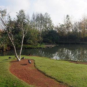 Islands Waterfowl Pen at London WWT (Barnes), 15/11/11