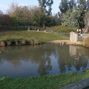 Islands Waterfowl Pen at London WWT (Barnes), 15/11/11