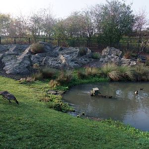 Islands Waterfowl Pen at London WWT (Barnes), 15/11/11