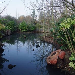 Asian Forest Waterfowl Pen at London WWT (Barnes), 15/11/11