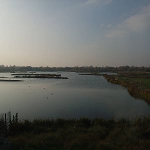 Reserve View at London WWT (Barnes), 15/11/11
