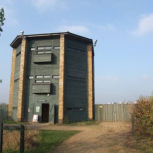 Peacock Tower Hide at London WWT (Barnes), 15/11/11