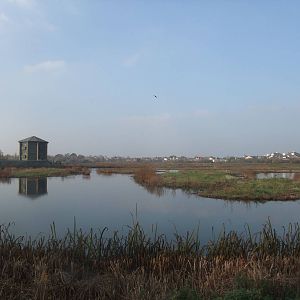 Reserve View at London WWT (Barnes), 15/11/11
