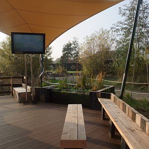 Pond-dipping Area at London WWT (Barnes), 15/11/11