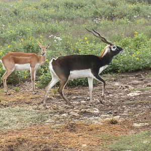Blackbuck