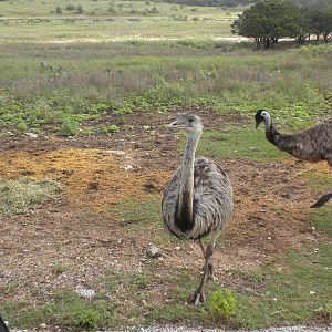 Rhea and Emu