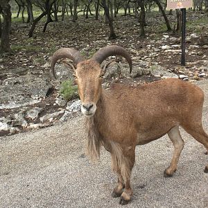Aoudad
