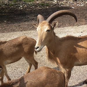 Aoudad