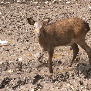 Japanese Sika Deer