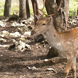 Fallow Deer