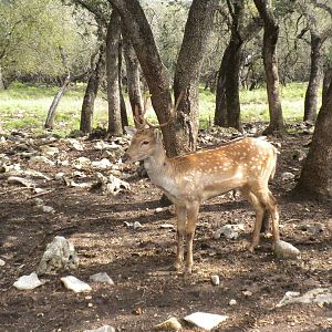 Fallow Deer