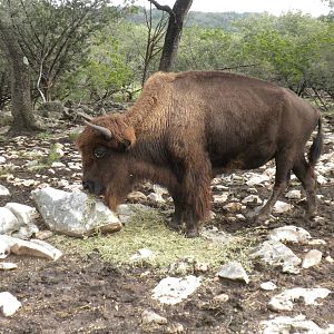 American Bison