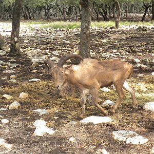 Aoudad