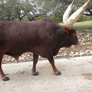 Ankole