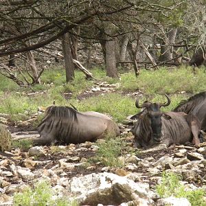 Eastern White-Bearded Wildebeest