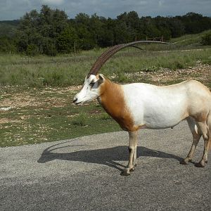 Scimitar-Horned Oryx