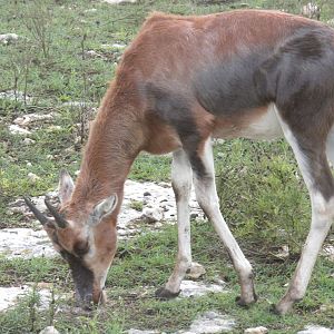 Blesbok