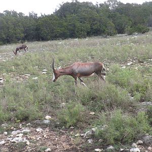 Blesbok