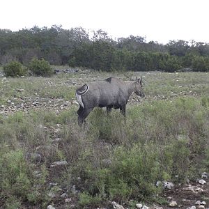 Nilgai