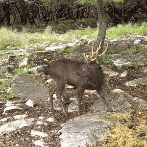 Japanese Sika Deer